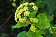 Smyrnium olusatrum